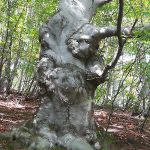 IMG_20181004_112436